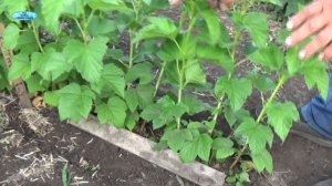 СМОРОДИНА. РАЗМНОЖЕНИЕ ОТВОДКАМИ-100% РЕЗУЛЬТАТ!