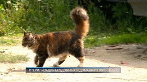 (Рыбинск-40) СТЕРИЛИЗАЦИЯ БЕЗДОМНЫХ И ДОМАШНИХ ЖИВОТНЫХ