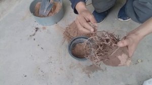 saving almost dead PONYTAIL PALM (Beaucarnea recurvata) & creating beautiful BONSAI from it