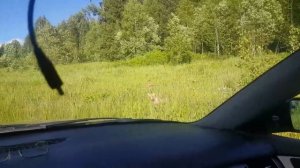 Две лисы против кота