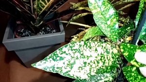 как поживает уценка кротон  спустя 2 года. пополнение кротонов.