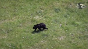 Национальный парк Йеллоустоун, США. Yellowstone National Park #1