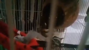 Любовные утехи белок-летяг 😍