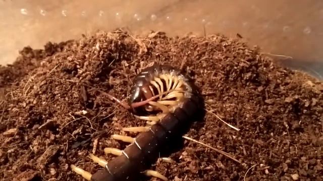 Сколопендра - Scolopendra Subspinipes Dehaani