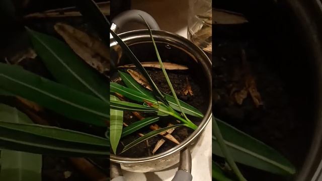 Гусеницы ? Бабочки? Бражник Олеандровый. Развитие и Превращение в... ?