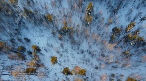 видео охота с квадрокоптером на изюбря