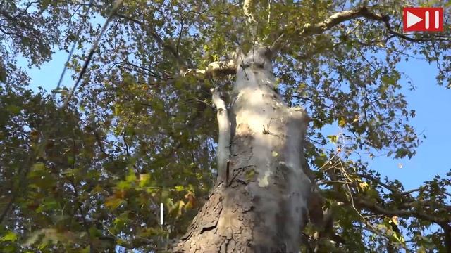 Дербентский платан стал победителем национального конкурса «Российское дерево года 2020» смотреть онлайн
