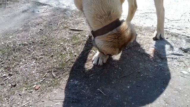 QoTo vs муравей (ant մրջյուն) 2014 смотреть онлайн