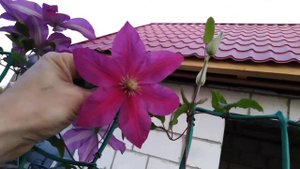 Клематис "Sunset", цветёт в октябре