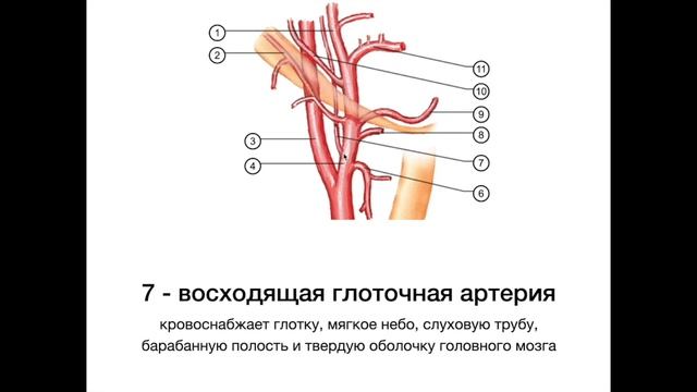 Наружная сонная артерия - анатомия сердечно-сосудистой системы (ССС) смотреть онлайн