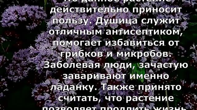 Лекарь который продлевает жизнь - душица смотреть онлайн