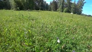 ЛОВЛЯ ДИКОГО САЗАНА НА МАКУХУ. Река Чумыш радует трофеями.Рыбалка 2020