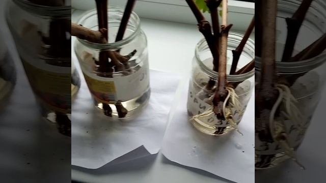 Укоринение черенков винограда!