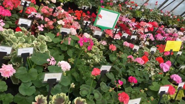 Pelargonijos смотреть онлайн