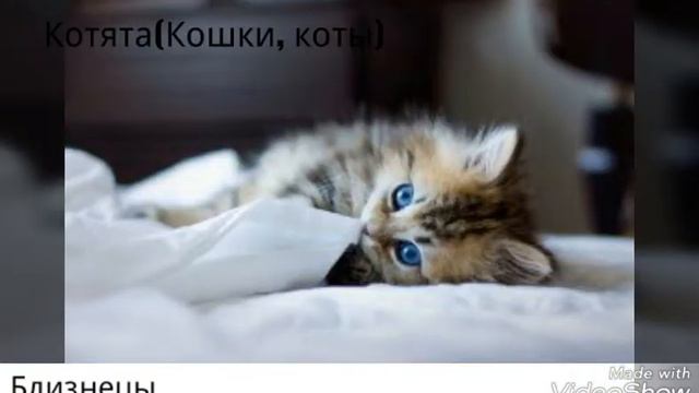 Кто ты из животных по знаку зодиака🐾😽 смотреть онлайн