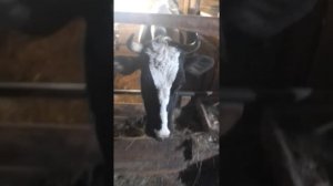 корова не приходит в охоту,что делать