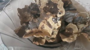 Смородиновая губка Phylloporia ribis (Phellinus ribis) Изготовление лечебного порошка