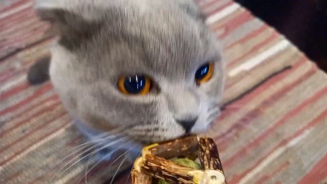 КОТ БАКС/КОШАЧЬЯ МЯТА, КАКУЮ ИГРУШКУ КУПИТЬ КОТУ\BRITISH CAT. смотреть онлайн