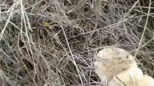 Синеножки в Крыму  - 11 декабря 2020 года.