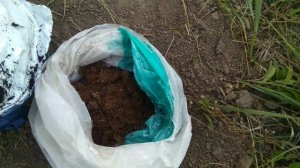 Посадка голубики Бонус