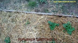 Уход за клубникой за маточными кустами.Размножение клубники усами.часть 1
