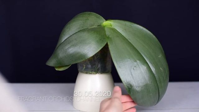 Как быстро растет Phalaenopsis Gigantea ( от Lucke orchideen). Часть 1. смотреть онлайн