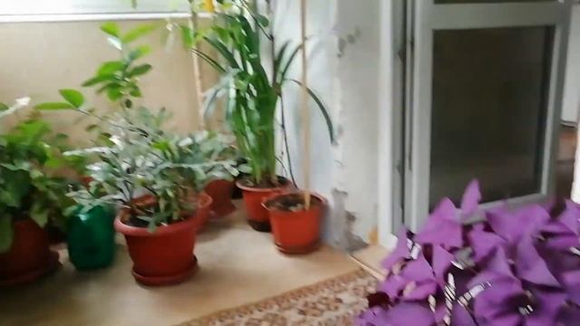 ?Красивые комнатные цветы ? #комнатные_цветы