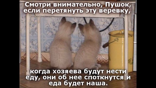 Веселые картинки. Приколы про кошек и котов. Смешные кошки. смотреть онлайн