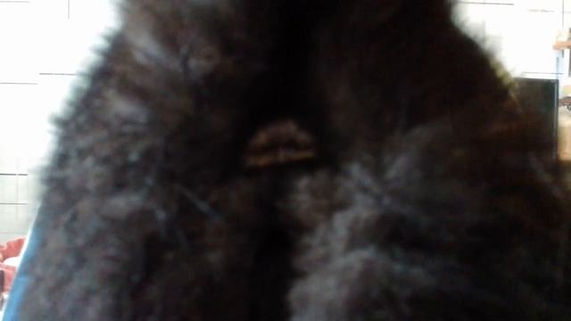 ЖОПА КОТА... смотреть онлайн