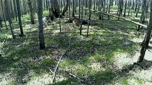 Медведь в петле, при травка собак