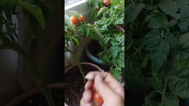 черри на подоконнике. по 2 кг еженедельное. смотреть онлайн