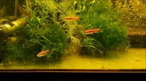 Нанностомус мортенталлера Nannostomus mortenthaleri