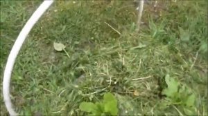 Мульчирование капусты зеленой травой.