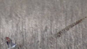 ТОП манок Фазана! Как снимает Panasonic HC-V160  Манок на фазана. Охота на фазана.