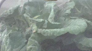 Защитная сетка против слизней