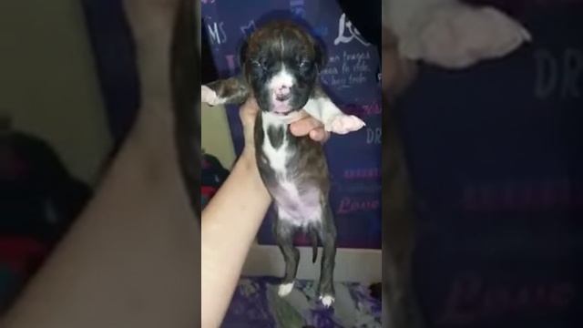 Тигровый стафф смотреть онлайн