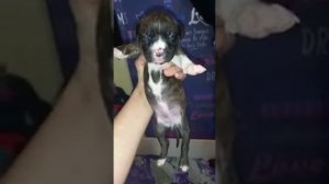 Тигровый стафф