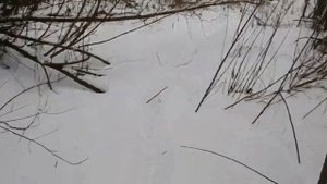 Бобры валят деревья