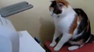 Кошак и принтер