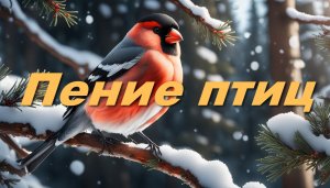 Пение Птиц и Звуки Природы во время Зимней Прогулки навстречу Солнцу. Birdsong and Nature Sounds