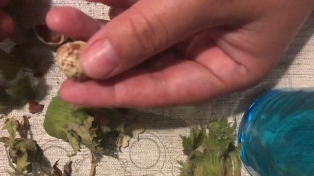 Как Выглядит Не Созревший #Фундук смотреть онлайн