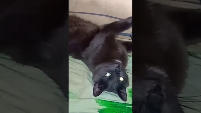 деревенский кот
коты жизнь в деревне funny cat videos лучшие приколы сельская жизнь деревенская