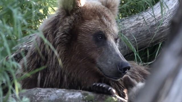 Почему медведи впадают в спячку? | Почему медведи сосут лапу? смотреть онлайн