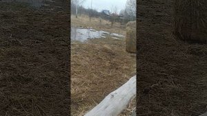 Лошадь наливает вымя, ждём выжеребку.