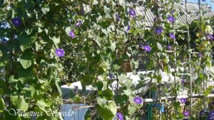 Шикарные Растения с СИНЕ - ФИОЛЕТОВЫМИ цветами в моей коллекции сада. Каждый цветок индивидуален