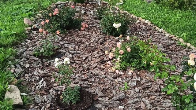Способы мульчирования цветников! Чем мульчирую я, плюсы и минусы! смотреть онлайн