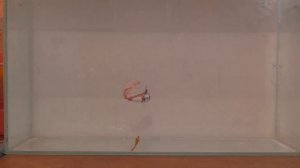 Как ловить хищника на искусственных мальков.