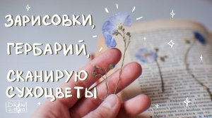Как сушить цветы и листья 🌼🍃 || Зарисовки и гербарий || Сканирование и оцифровка засушенных цветов