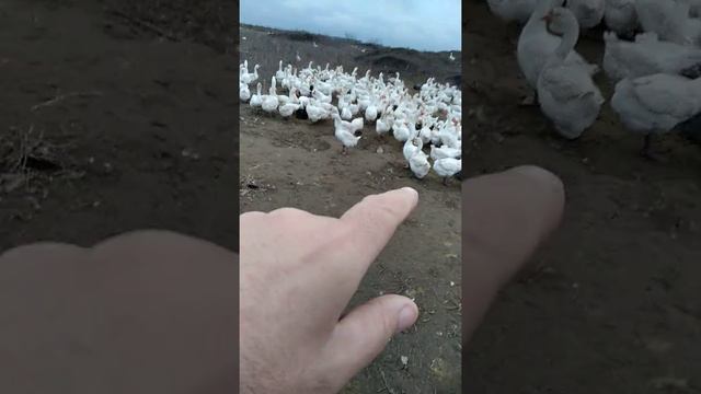 Goose.Содержание гусей 3 полезные советы по организации кормления.