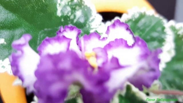 Как цветет пестролистная фиалка